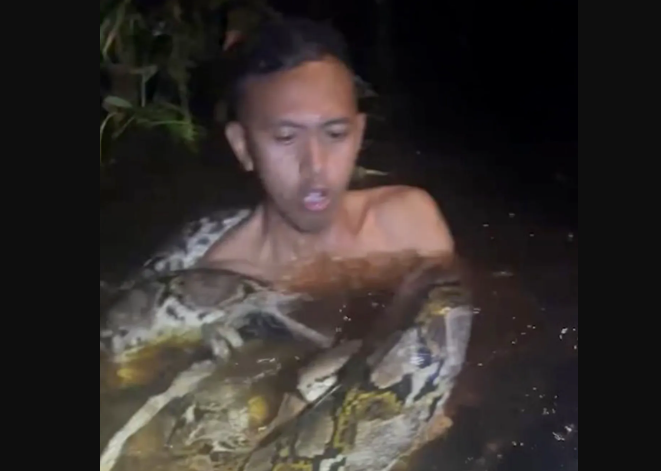 Horror Scenes as Python Drags Tour Guide Underwater in Shocking Video ...