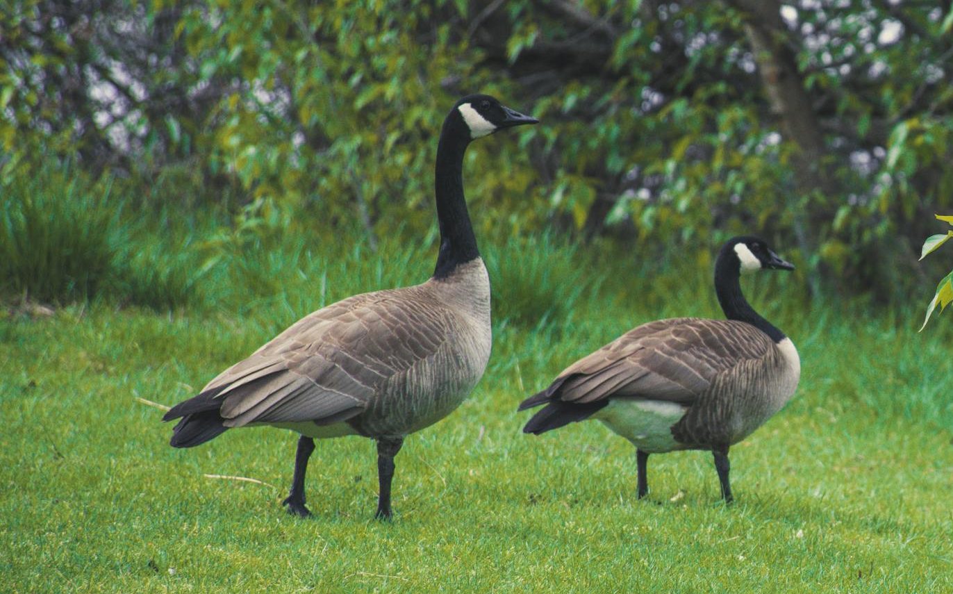 two canadian geese on green grass