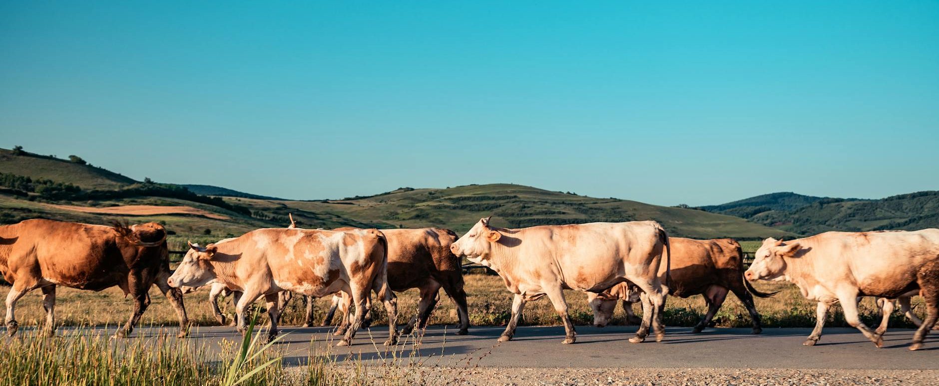 photo of herd of cattle on road