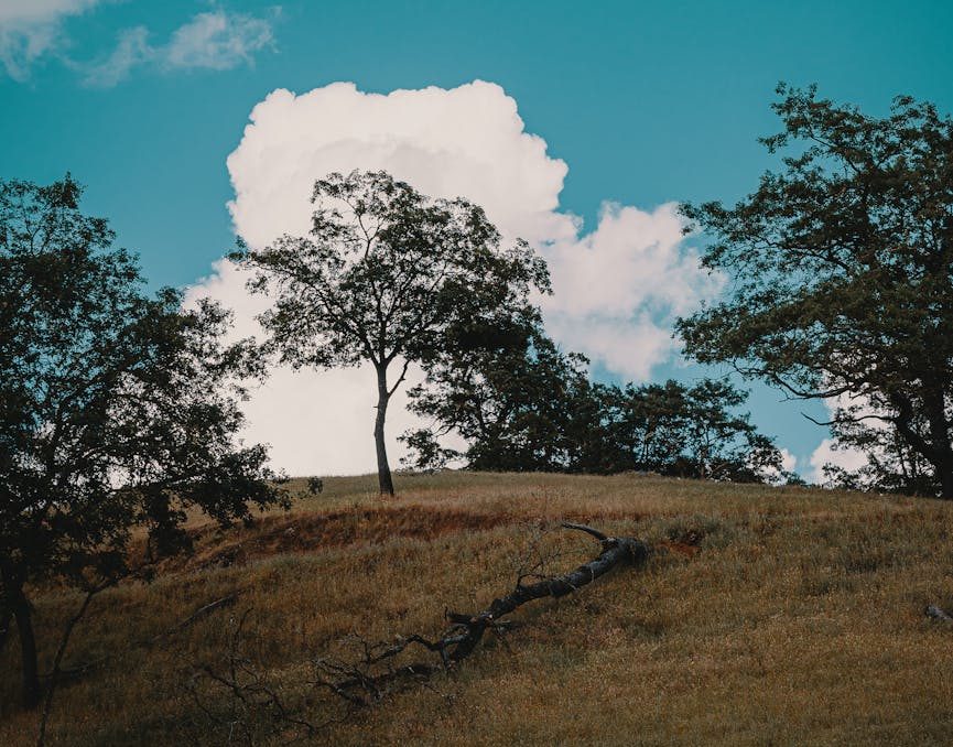 trees on hillside