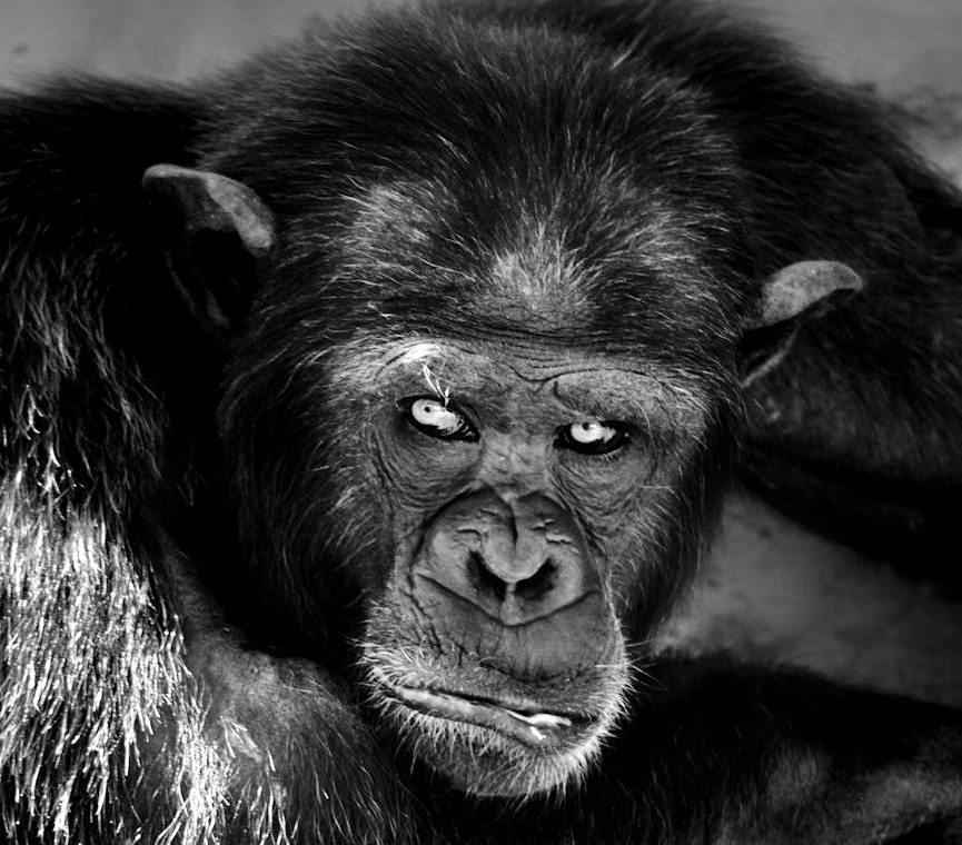 black and white photo of a monkey